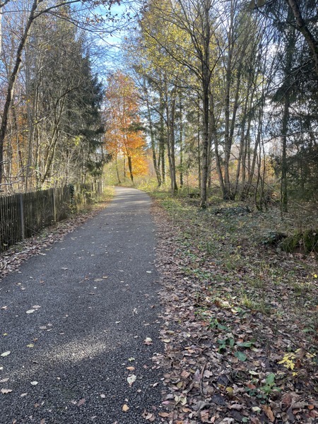 a narrow lane in the woods, most of the trees are bare, one has fiery autumn leaves