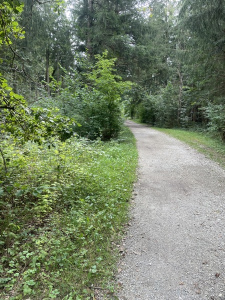 a gravel path in the woods with lush green bushes and trees