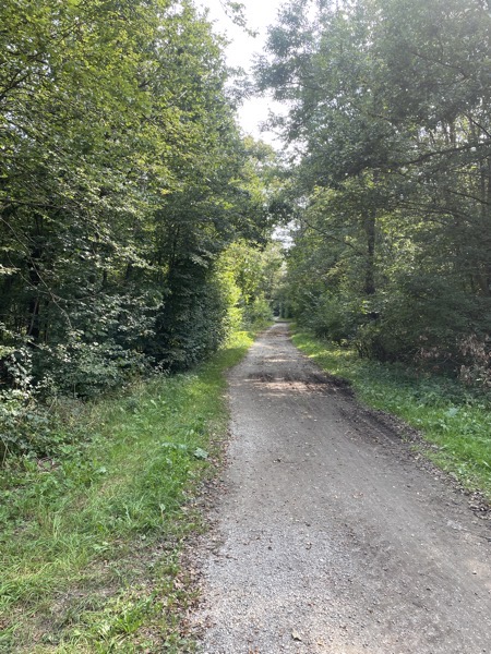 gravel path through trees