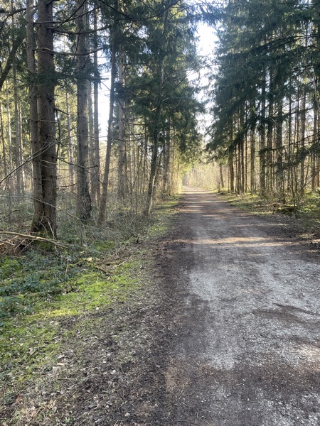 a wood path with pine trees