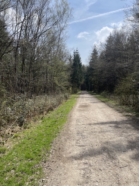 a very dry gravel path through the woods, blue sky with white fluffy clouds